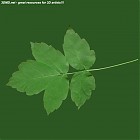 Filename=leaf_00461.jpg
Filesize=52KiB
Dimensions=640x640
Date added=Sep 14, 2006 leaf_00461.jpg