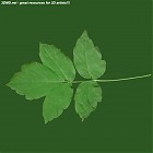 Filename=leaf_00463.jpg
Filesize=51KiB
Dimensions=640x640
Date added=Sep 14, 2006 leaf_00463.jpg
