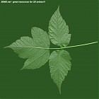 Filename=leaf_00464.jpg
Filesize=69KiB
Dimensions=640x640
Date added=Sep 14, 2006 leaf_00464.jpg