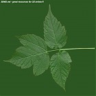 Filename=leaf_00465.jpg
Filesize=67KiB
Dimensions=640x640
Date added=Sep 14, 2006 leaf_00465.jpg