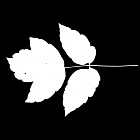 Filename=leaf_mask_00017.jpg
Filesize=28KiB
Dimensions=640x640
Date added=Sep 14, 2006 leaf_mask_00017.jpg