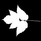 Filename=leaf_mask_00043.jpg
Filesize=28KiB
Dimensions=640x640
Date added=Sep 14, 2006 leaf_mask_00043.jpg