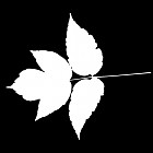 Filename=leaf_mask_00044.jpg
Filesize=30KiB
Dimensions=640x640
Date added=Sep 14, 2006 leaf_mask_00044.jpg