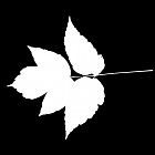 Filename=leaf_mask_00045.jpg
Filesize=29KiB
Dimensions=640x640
Date added=Sep 14, 2006 leaf_mask_00045.jpg