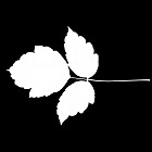 Filename=leaf_mask_00046.jpg
Filesize=27KiB
Dimensions=640x640
Date added=Sep 14, 2006 leaf_mask_00046.jpg