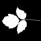 Filename=leaf_mask_00047.jpg
Filesize=28KiB
Dimensions=640x640
Date added=Sep 14, 2006 leaf_mask_00047.jpg