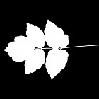 Filename=leaf_mask_00048.jpg
Filesize=28KiB
Dimensions=640x640
Date added=Sep 14, 2006 leaf_mask_00048.jpg