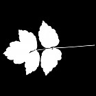 Filename=leaf_mask_00049.jpg
Filesize=28KiB
Dimensions=640x640
Date added=Sep 14, 2006 leaf_mask_00049.jpg