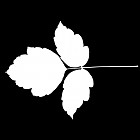 Filename=leaf_mask_00050.jpg
Filesize=28KiB
Dimensions=640x640
Date added=Sep 14, 2006 leaf_mask_00050.jpg