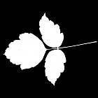 Filename=leaf_mask_00051.jpg
Filesize=29KiB
Dimensions=640x640
Date added=Sep 14, 2006 leaf_mask_00051.jpg