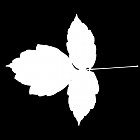 Filename=leaf_mask_00052.jpg
Filesize=26KiB
Dimensions=640x640
Date added=Sep 14, 2006 leaf_mask_00052.jpg