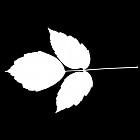 Filename=leaf_mask_00053.jpg
Filesize=27KiB
Dimensions=640x640
Date added=Sep 14, 2006 leaf_mask_00053.jpg