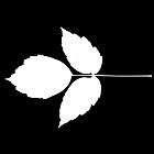 Filename=leaf_mask_00054.jpg
Filesize=26KiB
Dimensions=640x640
Date added=Sep 14, 2006 leaf_mask_00054.jpg