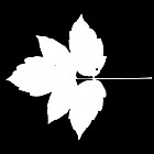 Filename=leaf_mask_00056.jpg
Filesize=28KiB
Dimensions=640x640
Date added=Sep 14, 2006 leaf_mask_00056.jpg
