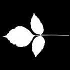 Filename=leaf_mask_00057.jpg
Filesize=26KiB
Dimensions=640x640
Date added=Sep 14, 2006 leaf_mask_00057.jpg