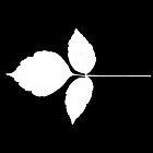 Filename=leaf_mask_00058.jpg
Filesize=25KiB
Dimensions=640x640
Date added=Sep 14, 2006 leaf_mask_00058.jpg