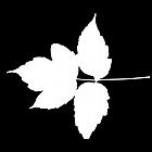 Filename=leaf_mask_00120.jpg
Filesize=29KiB
Dimensions=640x640
Date added=Sep 14, 2006 leaf_mask_00120.jpg