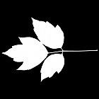 Filename=leaf_mask_00264.jpg
Filesize=28KiB
Dimensions=640x640
Date added=Sep 14, 2006 leaf_mask_00264.jpg