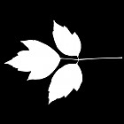 Filename=leaf_mask_00265.jpg
Filesize=28KiB
Dimensions=640x640
Date added=Sep 14, 2006 leaf_mask_00265.jpg