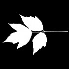 Filename=leaf_mask_00292.jpg
Filesize=28KiB
Dimensions=640x640
Date added=Sep 14, 2006 leaf_mask_00292.jpg