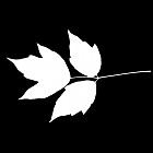 Filename=leaf_mask_00293.jpg
Filesize=28KiB
Dimensions=640x640
Date added=Sep 14, 2006 leaf_mask_00293.jpg
