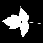 Filename=leaf_mask_00366.jpg
Filesize=25KiB
Dimensions=640x640
Date added=Sep 14, 2006 leaf_mask_00366.jpg