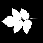 Filename=leaf_mask_00460.jpg
Filesize=28KiB
Dimensions=640x640
Date added=Sep 14, 2006 leaf_mask_00460.jpg