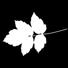 Filename=leaf_mask_00461.jpg
Filesize=28KiB
Dimensions=640x640
Date added=Sep 14, 2006 leaf_mask_00461.jpg