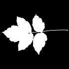 Filename=leaf_mask_00462.jpg
Filesize=28KiB
Dimensions=640x640
Date added=Sep 14, 2006 leaf_mask_00462.jpg