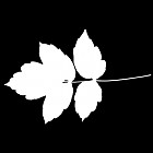 Filename=leaf_mask_00463.jpg
Filesize=28KiB
Dimensions=640x640
Date added=Sep 14, 2006 leaf_mask_00463.jpg