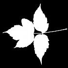 Filename=leaf_mask_00464.jpg
Filesize=30KiB
Dimensions=640x640
Date added=Sep 14, 2006 leaf_mask_00464.jpg