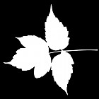 Filename=leaf_mask_00465.jpg
Filesize=30KiB
Dimensions=640x640
Date added=Sep 14, 2006 leaf_mask_00465.jpg