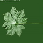 Filename=leaf_00160.jpg
Filesize=79KiB
Dimensions=640x640
Date added=Sep 14, 2006 leaf_00160.jpg