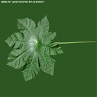 Filename=leaf_00161.jpg
Filesize=69KiB
Dimensions=640x640
Date added=Sep 14, 2006 leaf_00161.jpg