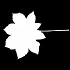 Filename=leaf_mask_00161.jpg
Filesize=26KiB
Dimensions=640x640
Date added=Sep 14, 2006 leaf_mask_00161.jpg