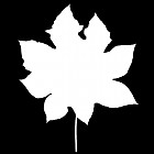Filename=leaf_mask_00234.jpg
Filesize=30KiB
Dimensions=640x640
Date added=Sep 14, 2006 leaf_mask_00234.jpg