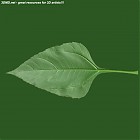 Filename=leaf_00036.jpg
Filesize=45KiB
Dimensions=640x640
Date added=Sep 14, 2006 leaf_00036.jpg