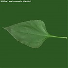 Filename=leaf_00037.jpg
Filesize=41KiB
Dimensions=640x640
Date added=Sep 14, 2006 leaf_00037.jpg