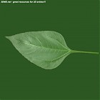 Filename=leaf_00038.jpg
Filesize=47KiB
Dimensions=640x640
Date added=Sep 14, 2006 leaf_00038.jpg