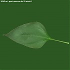 Filename=leaf_00039.jpg
Filesize=40KiB
Dimensions=640x640
Date added=Sep 14, 2006 leaf_00039.jpg