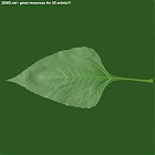 Filename=leaf_00041.jpg
Filesize=43KiB
Dimensions=640x640
Date added=Sep 14, 2006 leaf_00041.jpg