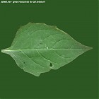 Filename=leaf_00228.jpg
Filesize=75KiB
Dimensions=640x640
Date added=Sep 14, 2006 leaf_00228.jpg