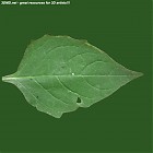 leaf_00228.jpg