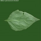 Filename=leaf_00229.jpg
Filesize=65KiB
Dimensions=640x640
Date added=Sep 14, 2006 leaf_00229.jpg