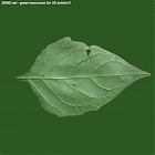 leaf_00229.jpg