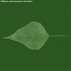 Filename=leaf_00364.jpg
Filesize=39KiB
Dimensions=640x640
Date added=Sep 14, 2006 leaf_00364.jpg