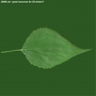 Filename=leaf_00376.jpg
Filesize=44KiB
Dimensions=640x640
Date added=Sep 14, 2006 leaf_00376.jpg