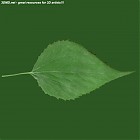 leaf_00376.jpg