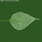 Filename=leaf_00377.jpg
Filesize=46KiB
Dimensions=640x640
Date added=Sep 14, 2006 leaf_00377.jpg
