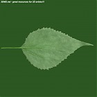 leaf_00377.jpg